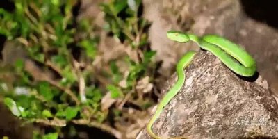 ​云南一条竹叶青闯入工厂 毒性比五步蛇大，为什么又称为瞎子蛇