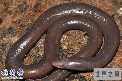 ​世界上最大的蚯蚓，南美洲巨型蚯蚓比蟒蛇更大更粗