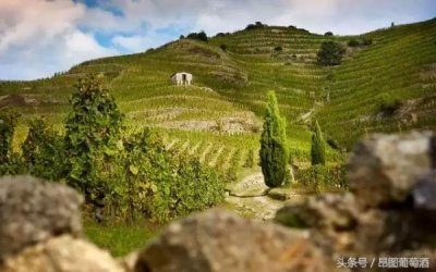 ​利马瑞兰美乐干红_马瑞兰特美乐干红葡萄酒