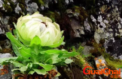 ​石斛怎么读 石斛的疗效有哪些