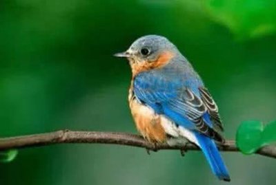 ​世界上最昂贵的颜色——蒂芙尼蓝