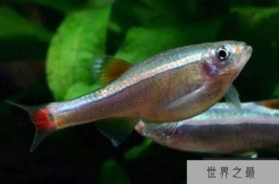 ​十大养不死的热带观赏鱼：孔雀鱼上榜