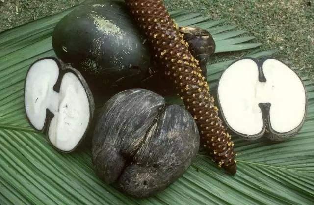 世界上最“神秘”的果实,浑身散发荷尔蒙,网友:外观像啥?