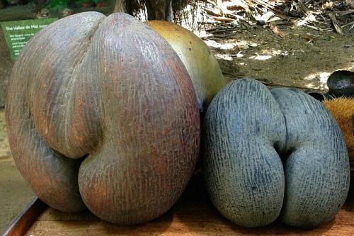 世界上最“神秘”的果实,浑身散发荷尔蒙,网友:外观像啥?