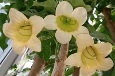 ​能够改变财富运势的三种花朵,家里再穷也要试着养一下