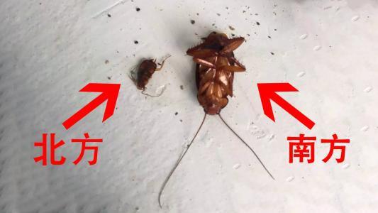 南方的蟑螂和北方的蟑螂区别（南北方差异分析）(2)
