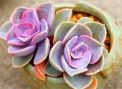 ​10种适合新手养的多肉植物 吉娃娃仅排第二 排名第一实至名归