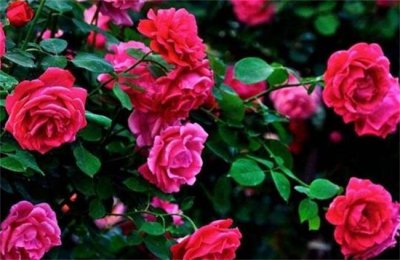​十种五六月份开的花卉 玫瑰排名第一 月季位例第二