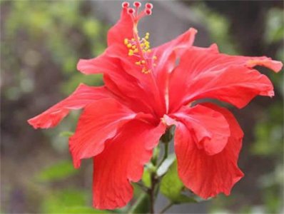 ​盘点十种全年开花的植物 长春花榜上有名 排在第一位的是扶桑花