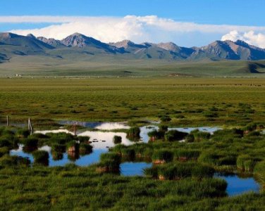 ​世界面积最大高寒沼泽湿地：若尔盖湿地海拔3500米