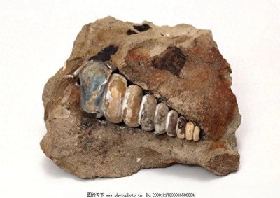 ​揭秘恐龙灭绝之谜：古老化石带来的新发现！