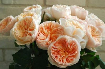 ​玫瑰花排行：最名贵的十大玫瑰花 海王星榜上有名 朱丽叶荣登榜首