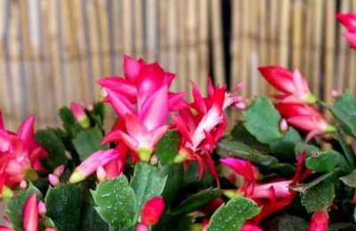 ​十大寓意吉利的花卉品种 蟹爪兰第一名 白掌暂居第二