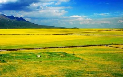 ​花海排行榜前十名 婺源油菜花海和门源油菜花海上榜