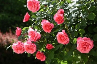 ​盘点中国十大著名市花 月季第一名 菊花暂居第二