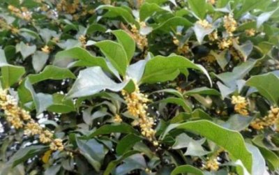 ​十大开花最香的树 鸡蛋花树榜上有名 桂树荣登榜首