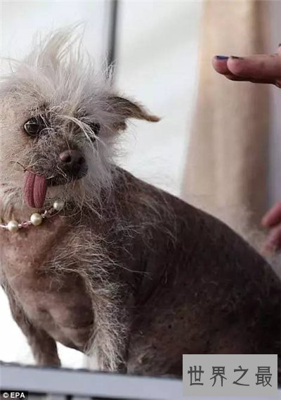 最丑的狗长什么样 曾获得世界最丑的狗大赛冠军