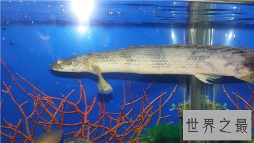 九角龙鱼堪称水中帝王 如何养殖九角龙鱼