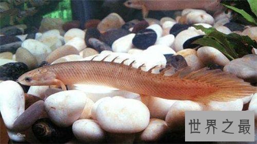 九角龙鱼堪称水中帝王 如何养殖九角龙鱼