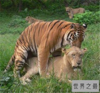 ​狮虎兽VS虎狮兽谁更厉害 两者的成活率仅有50万分之一