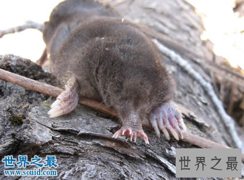 世界上进食最快的动物,星鼻鼹鼠(0.25秒全部搞定)