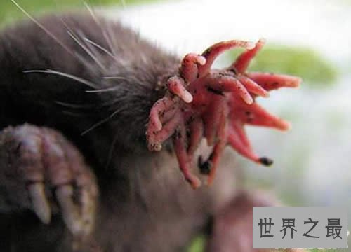 世界上进食最快的动物,星鼻鼹鼠(0.25秒全部搞定)