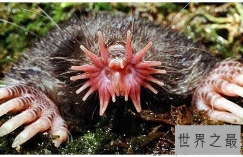 世界上进食最快的动物,星鼻鼹鼠(0.25秒全部搞定)