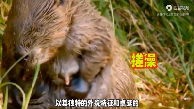 ​河狸：水域伐木大师，生态工程师