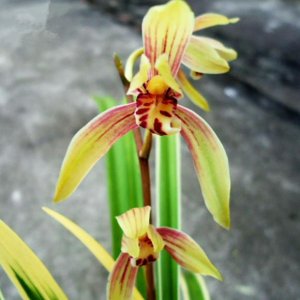 ​叶片最美的兰花，金边线艺明显，花色强烈，香味浓郁！