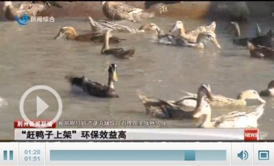 ​江陵：“赶鸭子上架”环保效益高