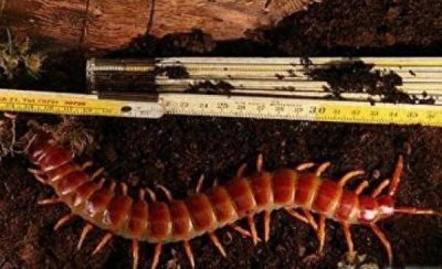 ​带你看世界最大的蜈蚣