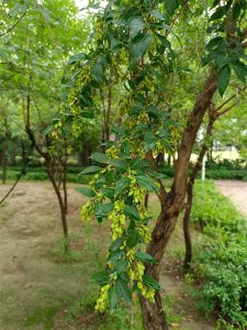 ​认识一种植物——雪柳