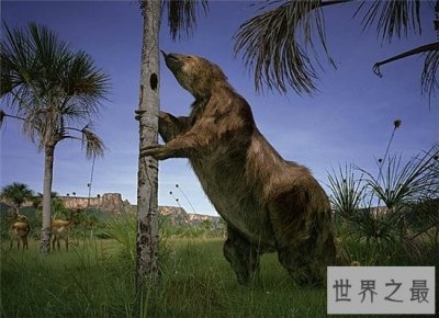 ​草原大地懒出现在数万年前，曾是肉食性动物