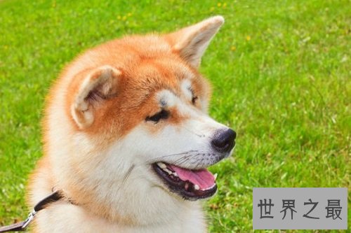 秋田犬价格大起底，纯种秋田犬价格大盘点！