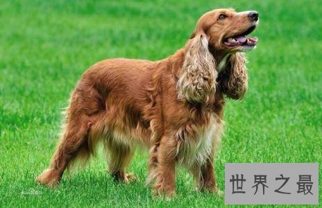 一般狗的寿命长度 狗的寿命计算方式