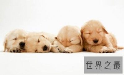 ​一般狗的寿命长度 狗的寿命计算方式