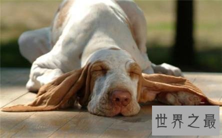 一般狗的寿命长度 狗的寿命计算方式