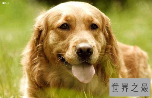 一般狗的寿命长度 狗的寿命计算方式