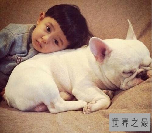 一般狗的寿命长度 狗的寿命计算方式