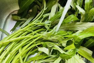 适合在水边长的红叶空心菜叫什么