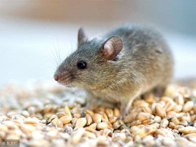 ​被老鼠咬伤不是小事，这4点要牢记在心，否则会悔不当初