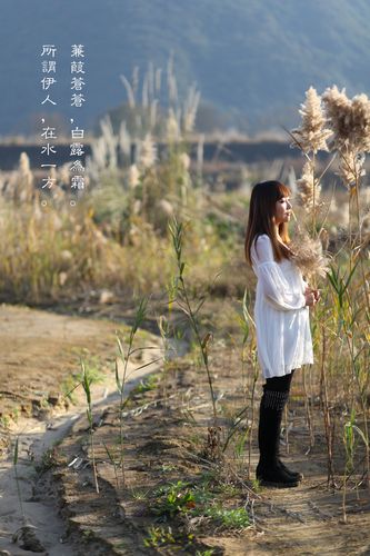 白露为霜所谓伊人在水一方是什么意思（白露为霜所谓伊人在水一方简述）