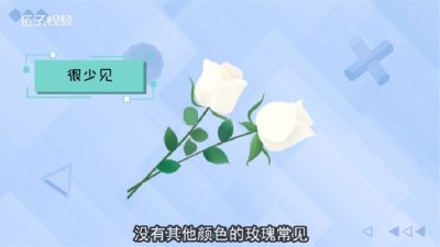 ​白玫瑰花语