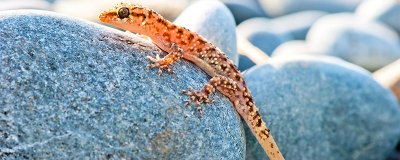 ​壁虎能在水上漂浮吗