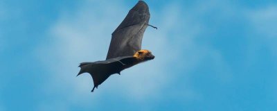 ​蝙蝠寓意什么意思