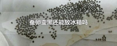 ​蚕卵变黑还能放冰箱吗