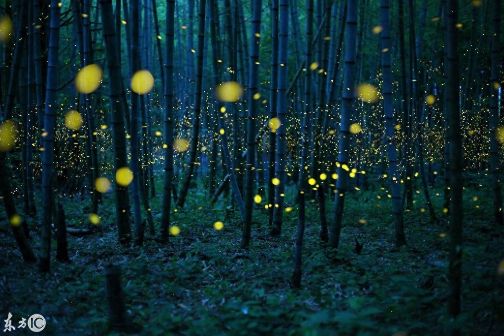 夜空中举着灯笼的萤火虫，盈盈发光美不胜收——萤火虫壁纸