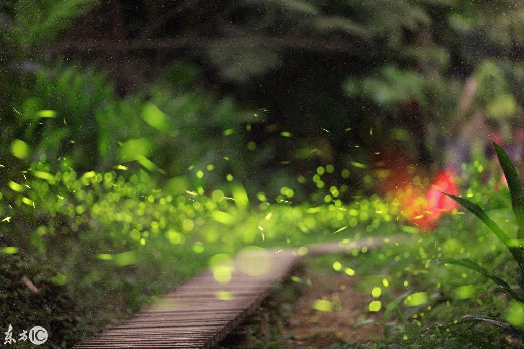 夜空中举着灯笼的萤火虫，盈盈发光美不胜收——萤火虫壁纸