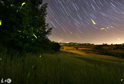 ​夜空中举着灯笼的萤火虫，盈盈发光美不胜收——萤火虫壁纸