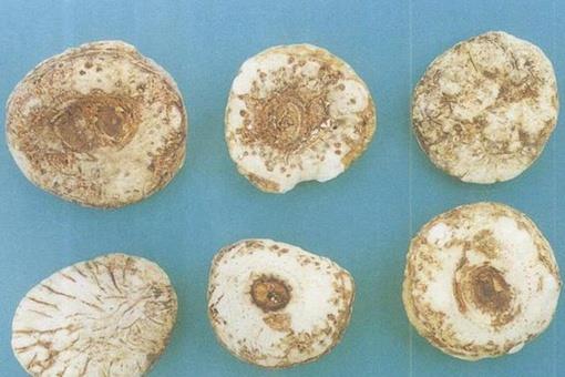 天南星是什么样的草药?